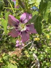 Malva assurgentiflora glabra