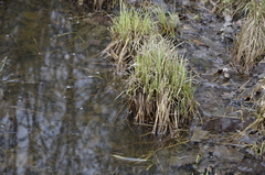 Carex rostrata
