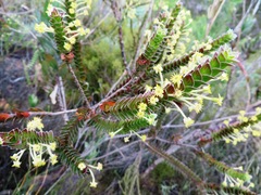 Struthiola argentea