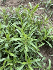 Dyschoriste linearis