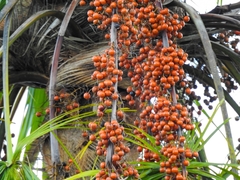 Arecaceae