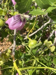 Malva assurgentiflora glabra