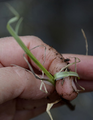 Carex rostrata