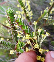 Struthiola argentea