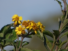 Verbesina subcordata