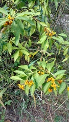 Solanum argentinum