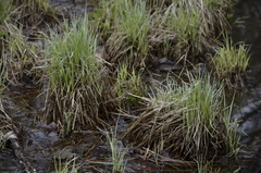 Carex rostrata