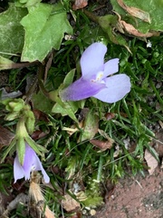 Mazus pumilus