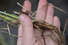 Carex rostrata