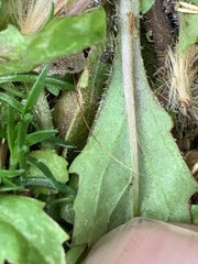Mazus pumilus