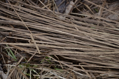 Carex rostrata