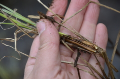 Carex rostrata