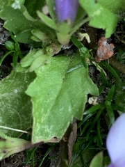 Mazus pumilus