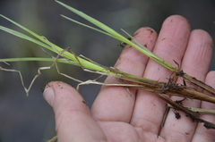 Carex rostrata