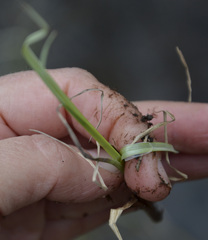 Carex rostrata