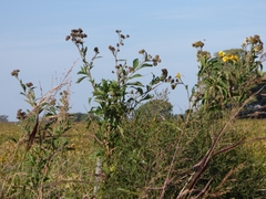 Verbesina subcordata