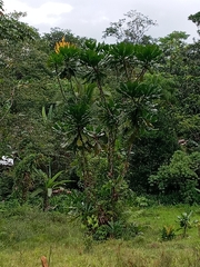 Cespedesia