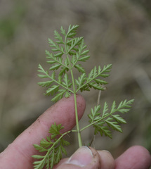 Anthriscus sylvestris