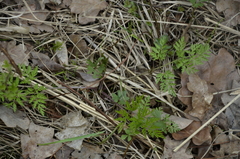Anthriscus sylvestris