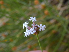 Junellia spathulata