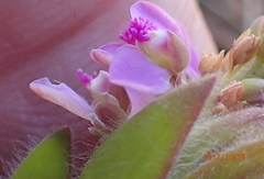 Polygala hispida