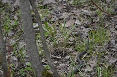Natrix natrix