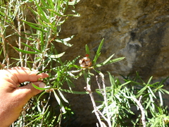 Colliguaja integerrima