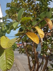 Psidium guajava
