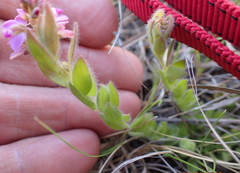 Polygala hispida
