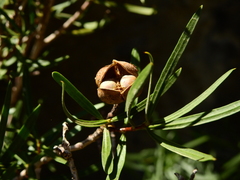 Colliguaja integerrima