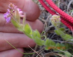 Polygala hispida