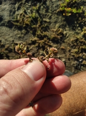 Centipeda cunninghamii