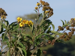 Verbesina subcordata