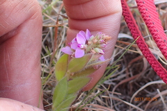 Polygala hispida