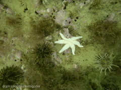 Allostichaster capensis