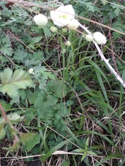 Thalictrum tuberosum