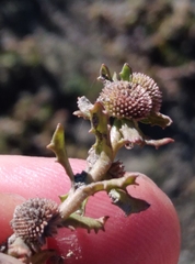 Centipeda cunninghamii