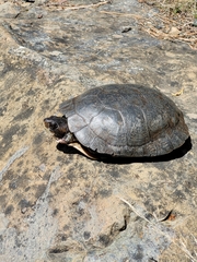 Actinemys marmorata marmorata