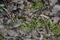 Moehringia trinervia