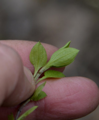Moehringia trinervia