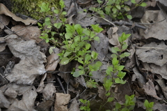 Moehringia trinervia