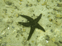 Anasterias antarctica