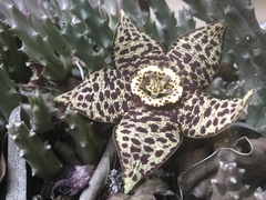 Orbea variegata