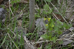 Gagea minima