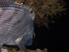 Chirodactylus grandis