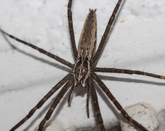 Euprosthenops