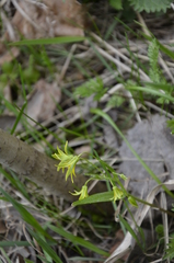 Gagea minima