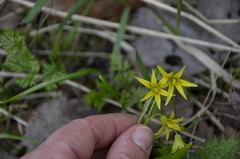 Gagea minima