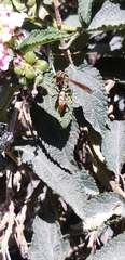 Polistes weyrauchorum