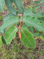 Vismia macrophylla